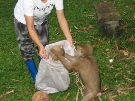 Maimuţele învaţă să culeagă nuci de cocos... la şcoală